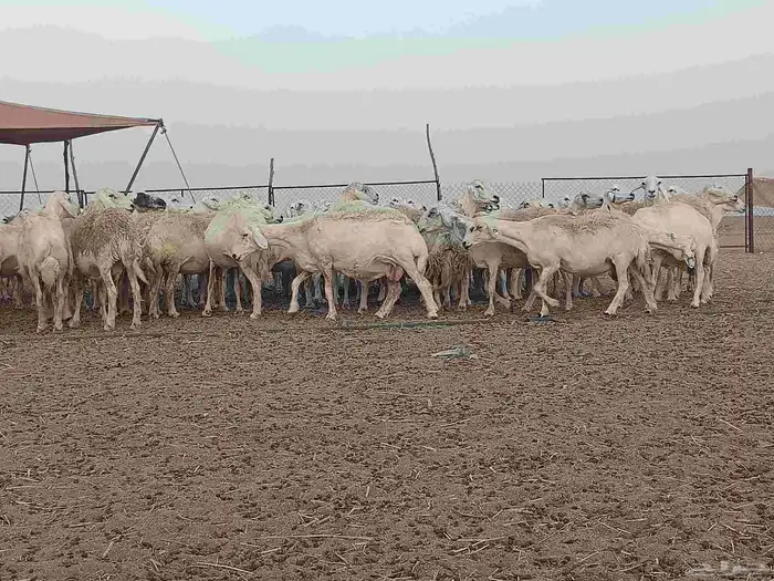 ضان مراح العدد 120 تحتها 30 والباقي دفيع مقاريب 3