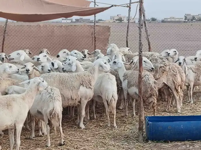 ضان مراح العدد 120 تحتها 30 والباقي دفيع مقاريب 1
