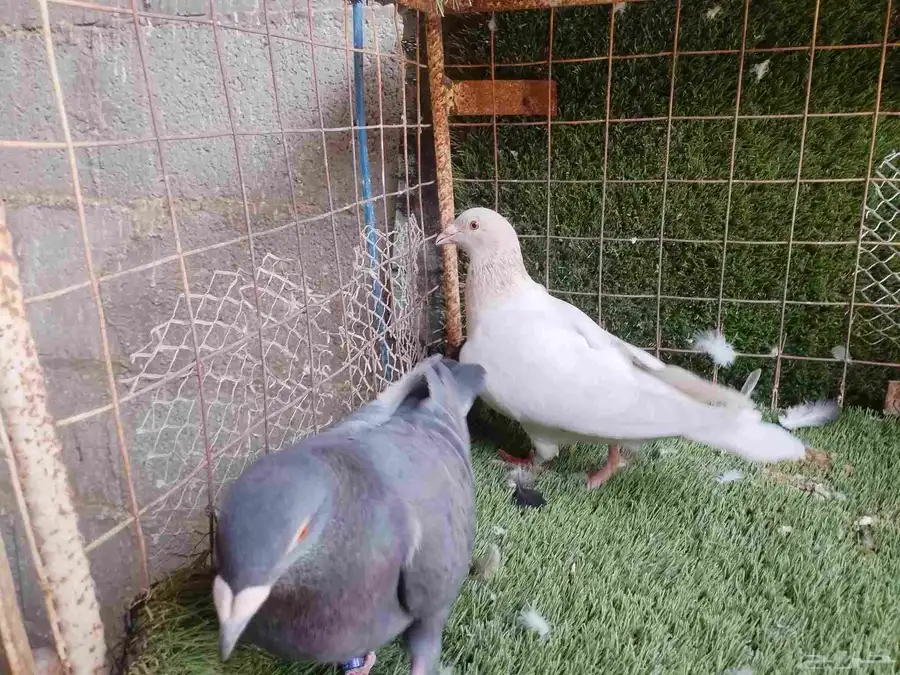 زواجل 2
