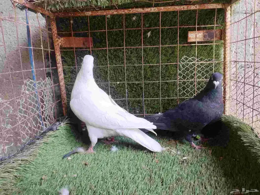زواجل 4