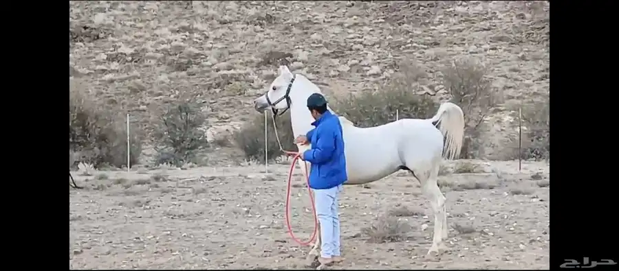 مهر للبيع 9