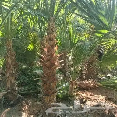ابوناصر لتوريد جميع انواع النخيل العربي وواشنطن 2