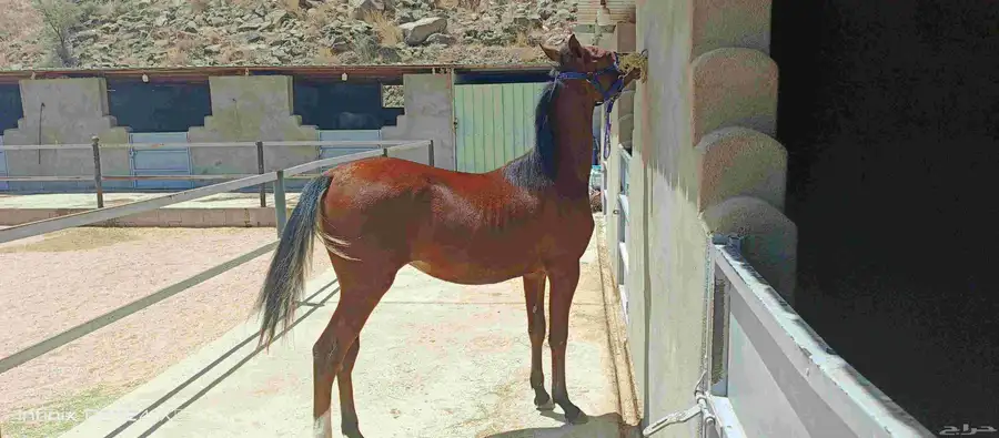 مهر للبيع 1