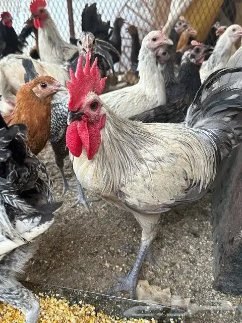 دجاج بلدي للبيع 6