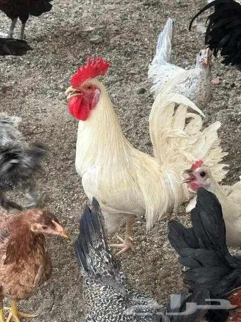 دجاج بلدي للبيع 1