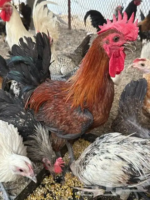 دجاج بلدي للبيع 7