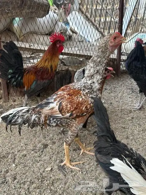 دجاج بلدي للبيع 3