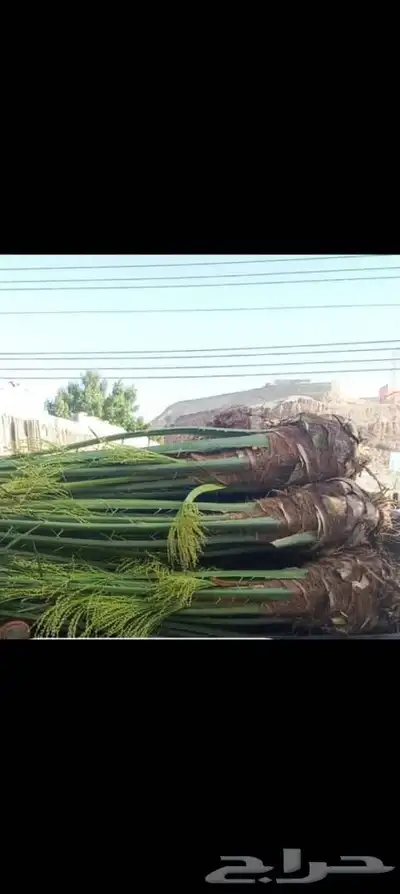 توريد جميع انواع النخل وتكريب جميع انواع النخل وتكريب 2