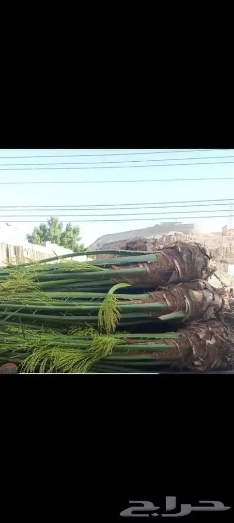 توريد جميع انواع النخل وتكريب جميع انواع النخل وتكريب 2