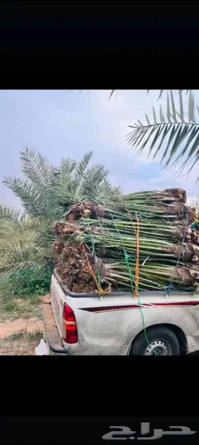 توريد جميع انواع النخل وتكريب جميع انواع النخل وتكريب 1