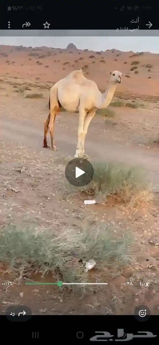 قعود طيب 0