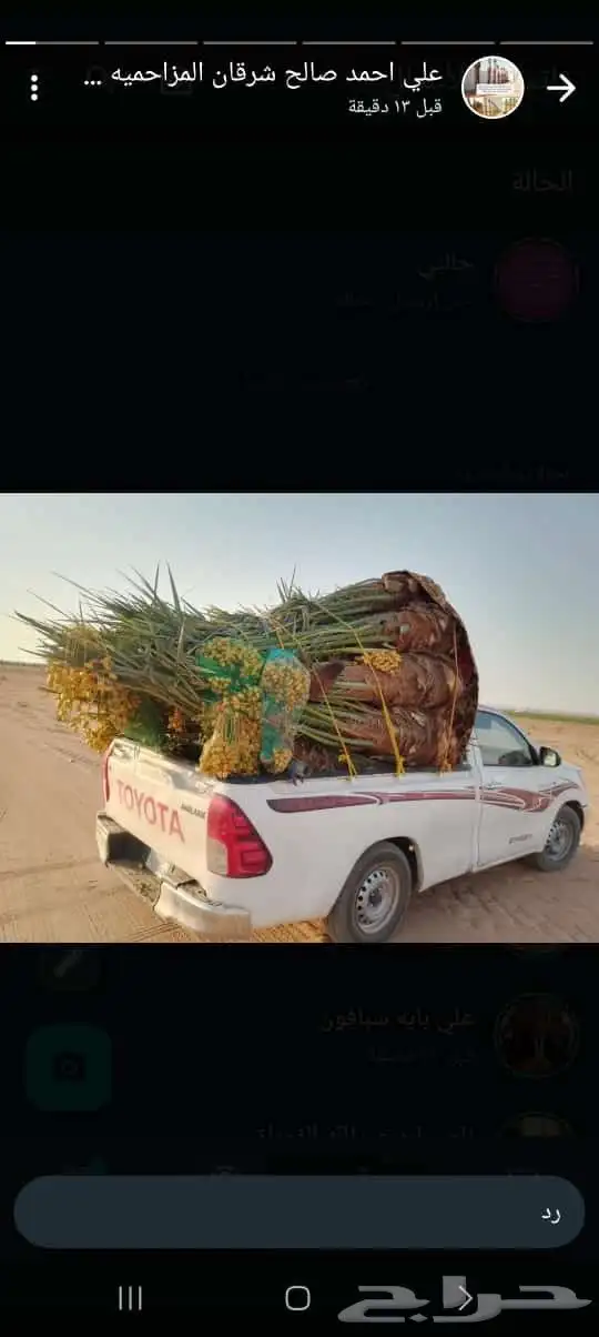 توريد جميع انواع النخل وتكريب جميع انواع النخل وتكريب 8