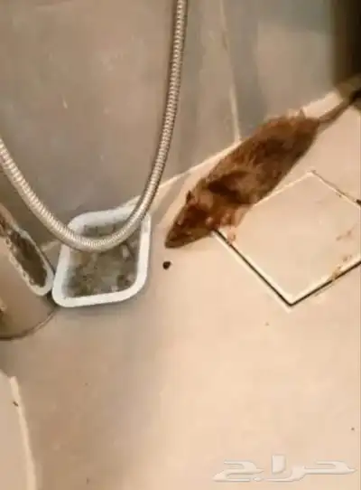 شركة مكافحة حشرات ورش مبيد 3