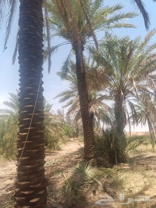 بيع نخل مكرب جاهز 6 متر 7متر العدد 20 حبه 2