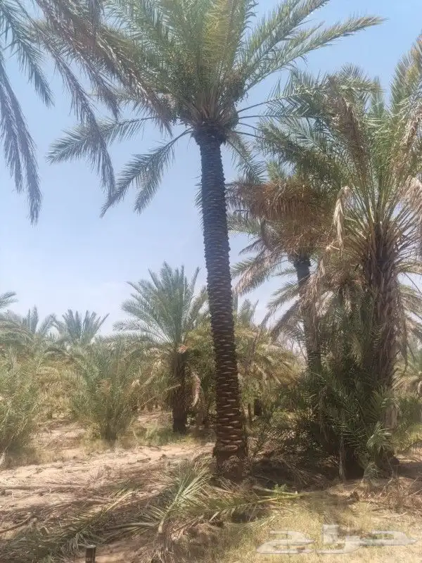 بيع نخل مكرب جاهز 6 متر 7متر العدد 20 حبه 3