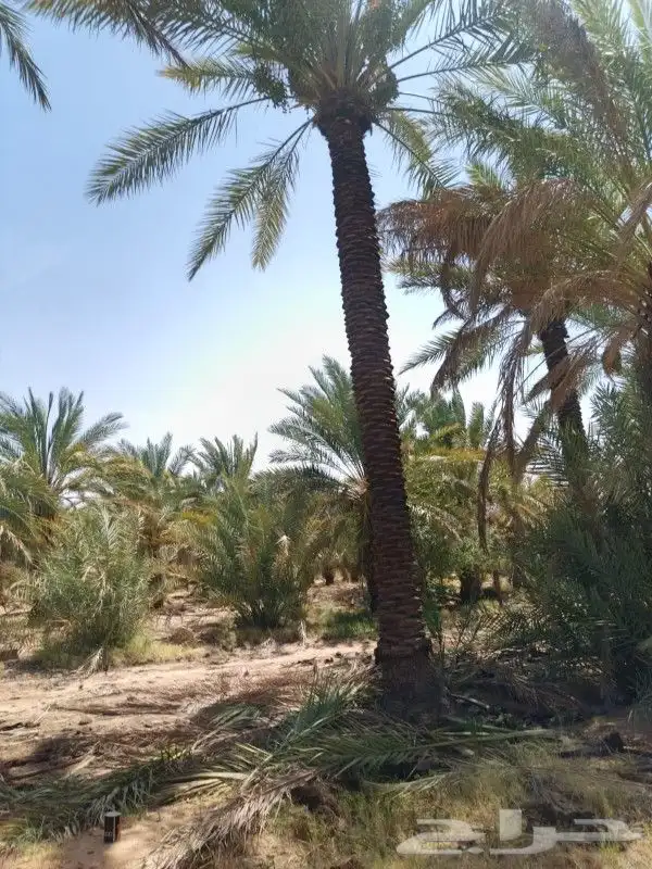 بيع نخل مكرب جاهز 6 متر 7متر العدد 20 حبه 1