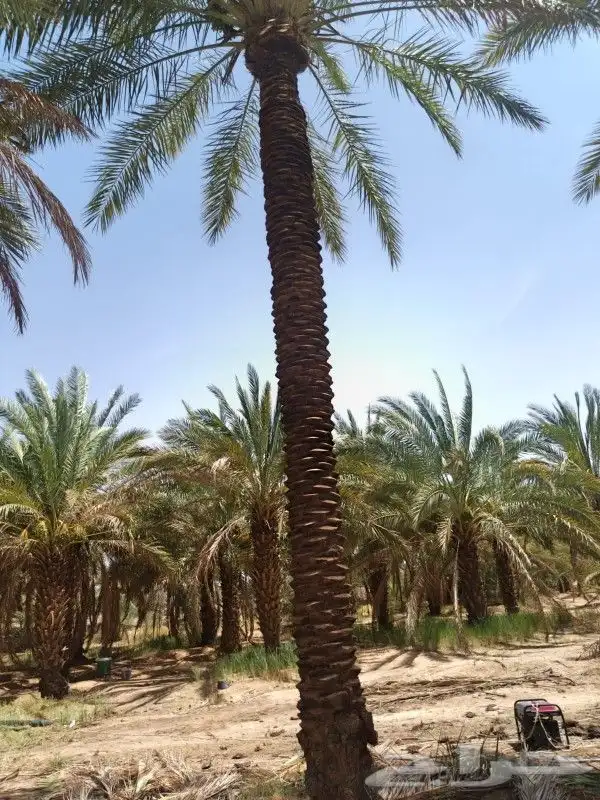 بيع نخل مكرب جاهز 6 متر 7متر العدد 20 حبه 0