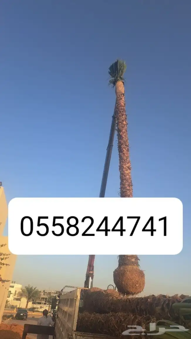 نخل واشنطونيا Top 0