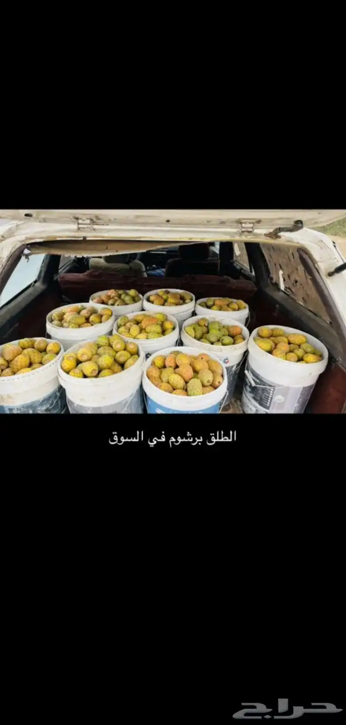 ابها 1