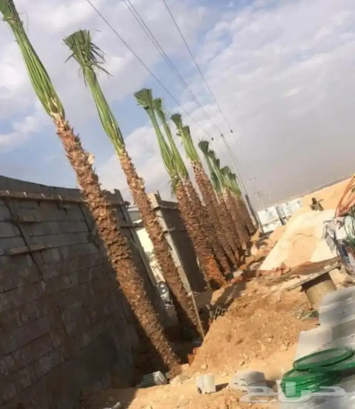 نخل عربي طيب مثمر وزينه 2