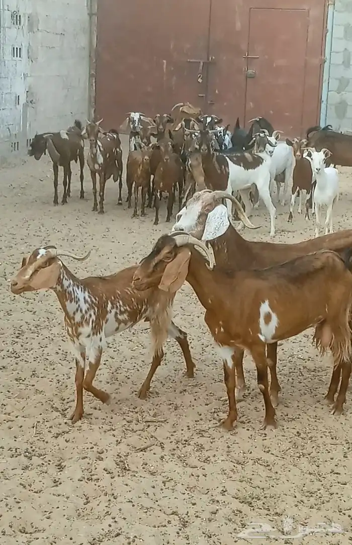 للبيع غنم جنوبي وعماني مخلوطه مشريك 1
