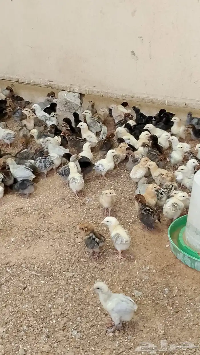 صوص دجاج بلدي وفيومي 0