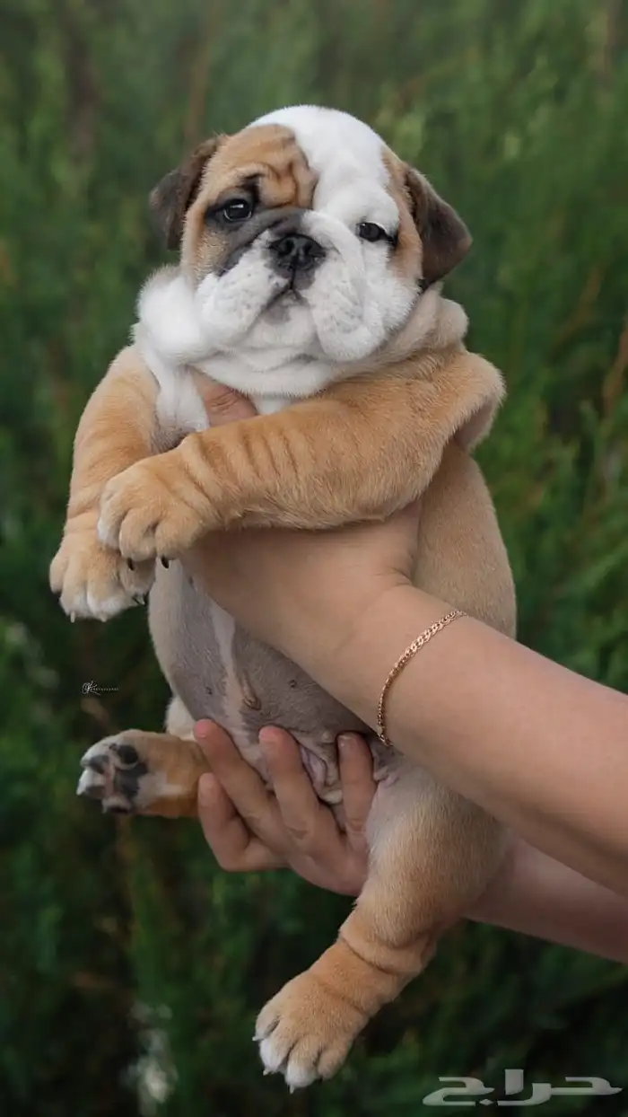 برتش بولدوغ 3