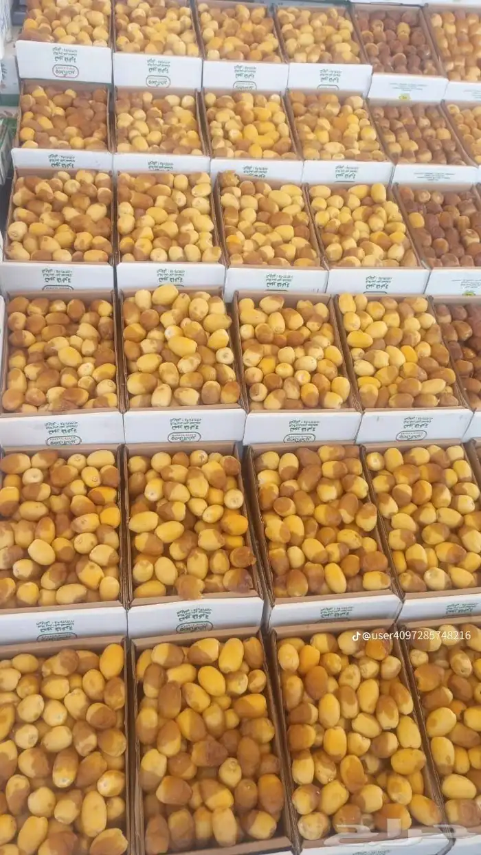 خلاص الوادي روثانه المدينة عجوه المدينة ربيعه لونه 0