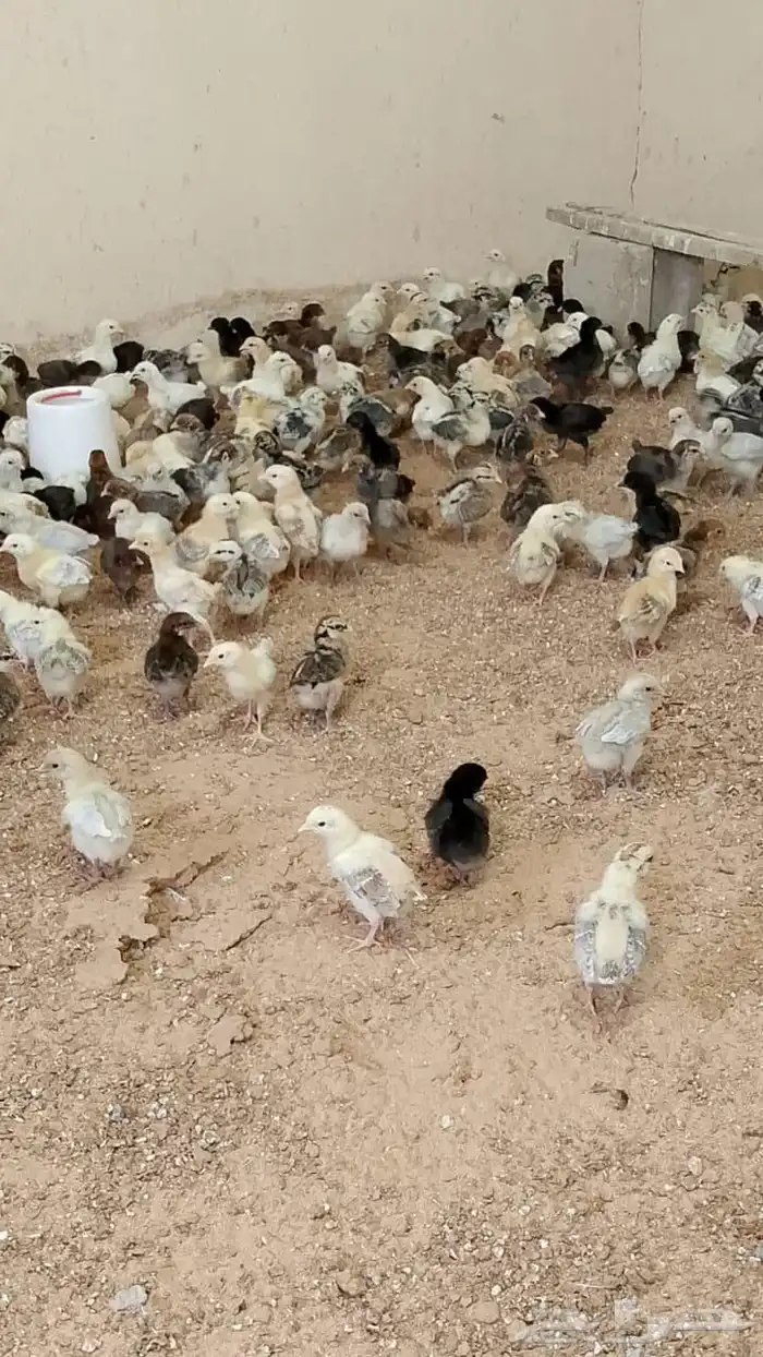 صوص دجاج بلدي وفيومي 1