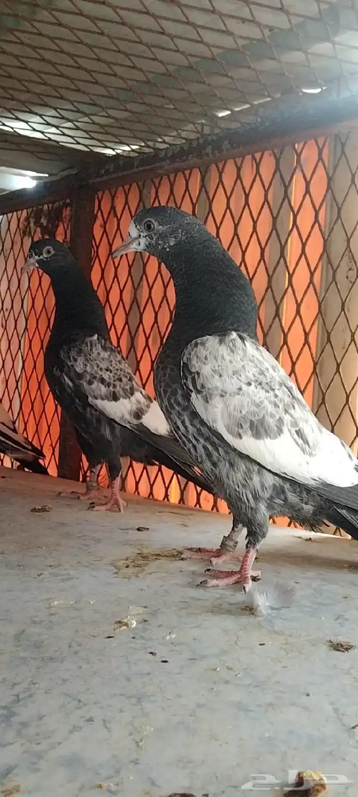 تم البيع طبة تيدي للبيع. تم البيع 9