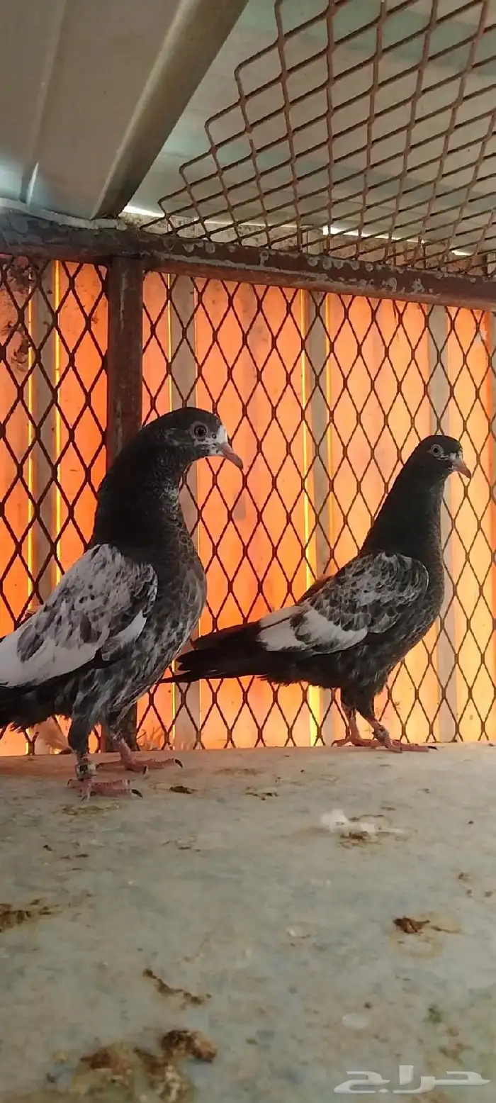 تم البيع طبة تيدي للبيع. تم البيع 11