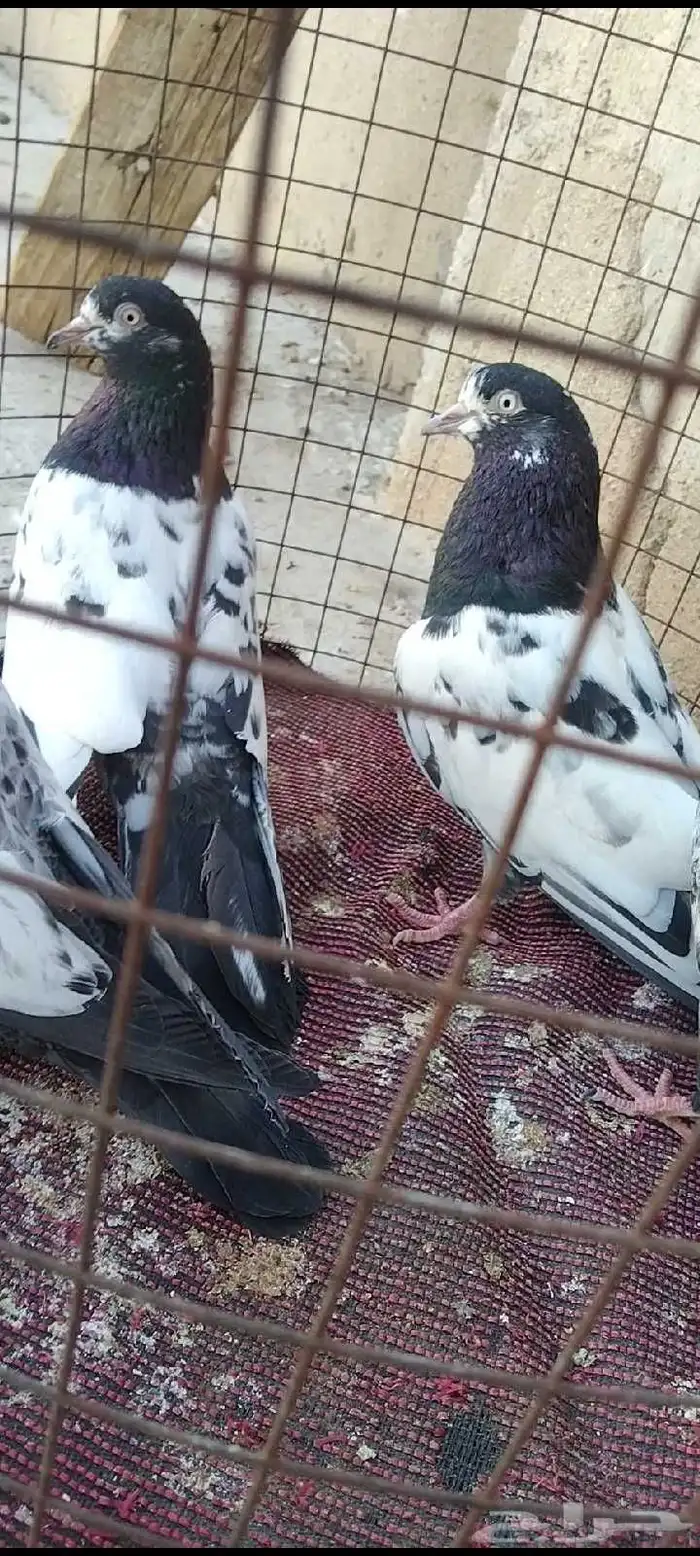 تم البيع طبة تيدي للبيع. تم البيع 10