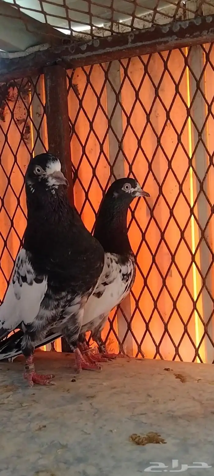 تم البيع طبة تيدي للبيع. تم البيع 4