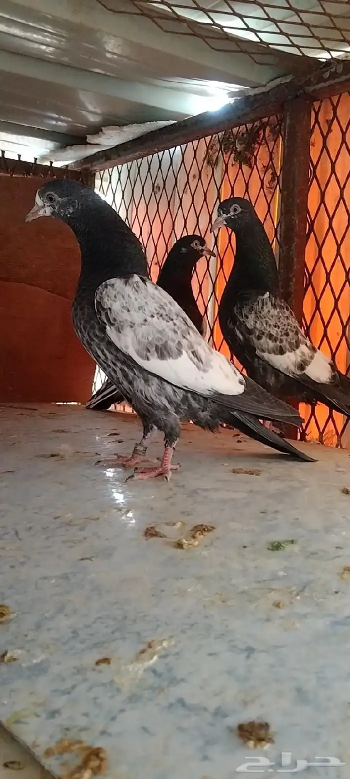 تم البيع طبة تيدي للبيع. تم البيع 14