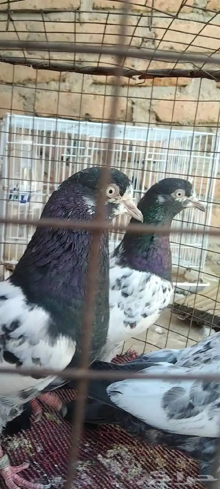 تم البيع طبة تيدي للبيع. تم البيع 7