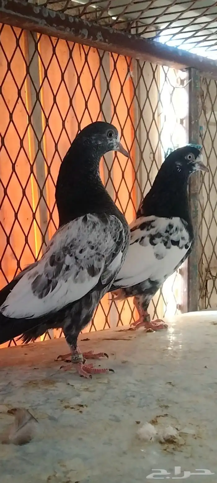 تم البيع طبة تيدي للبيع. تم البيع 0