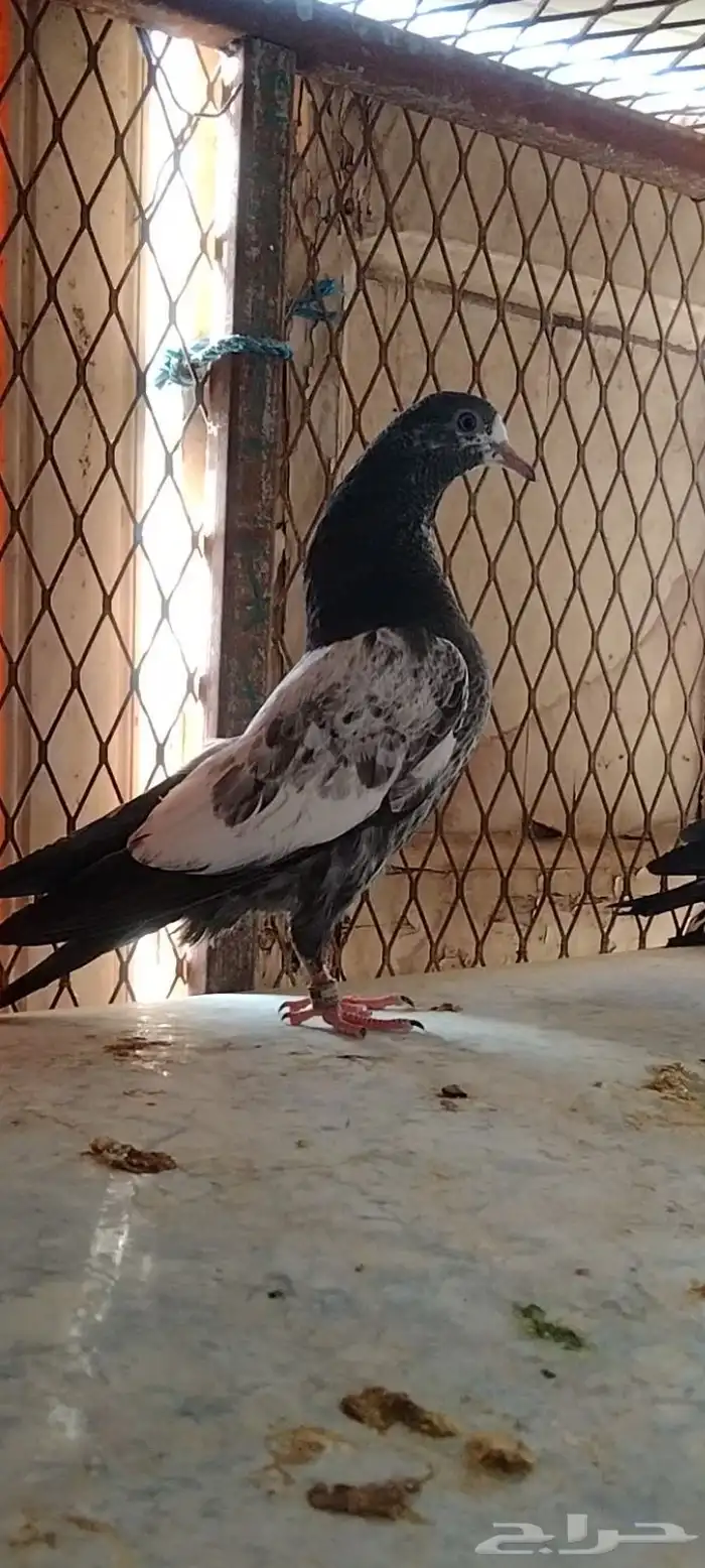 تم البيع طبة تيدي للبيع. تم البيع 1