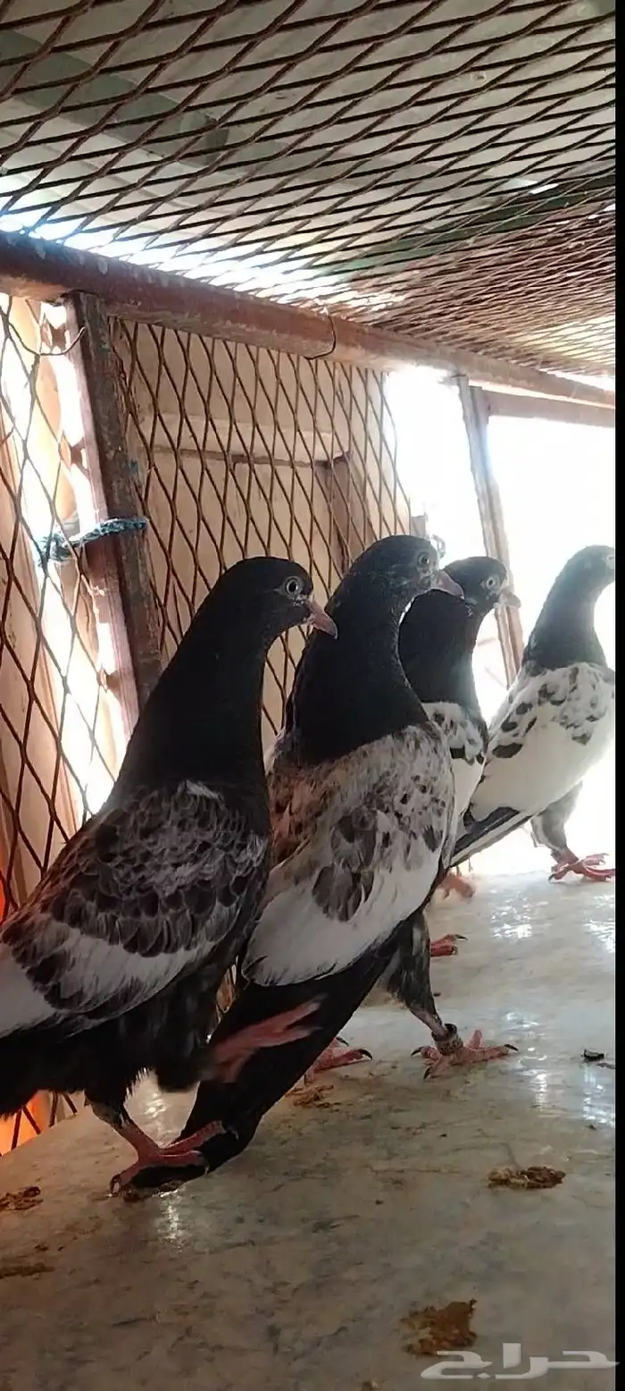 تم البيع طبة تيدي للبيع. تم البيع 5