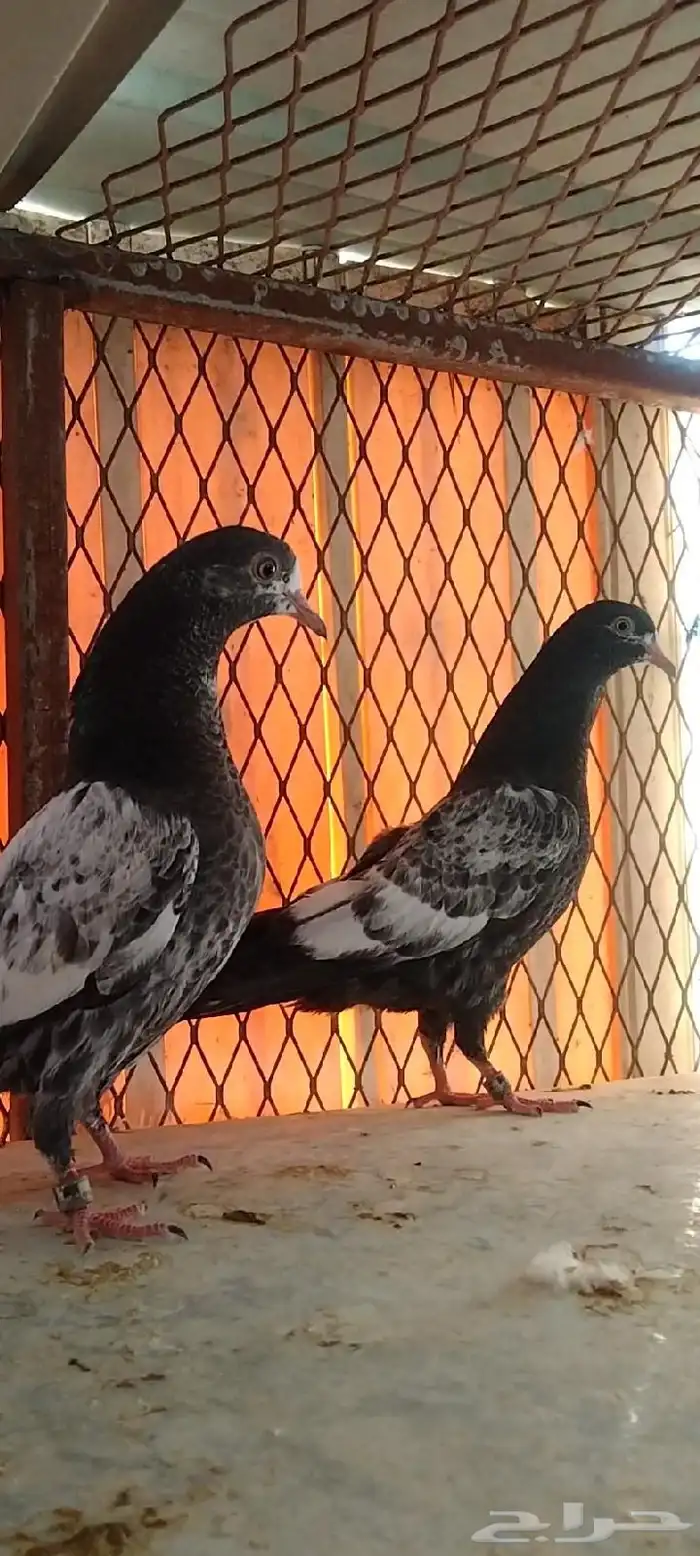 تم البيع طبة تيدي للبيع. تم البيع 13