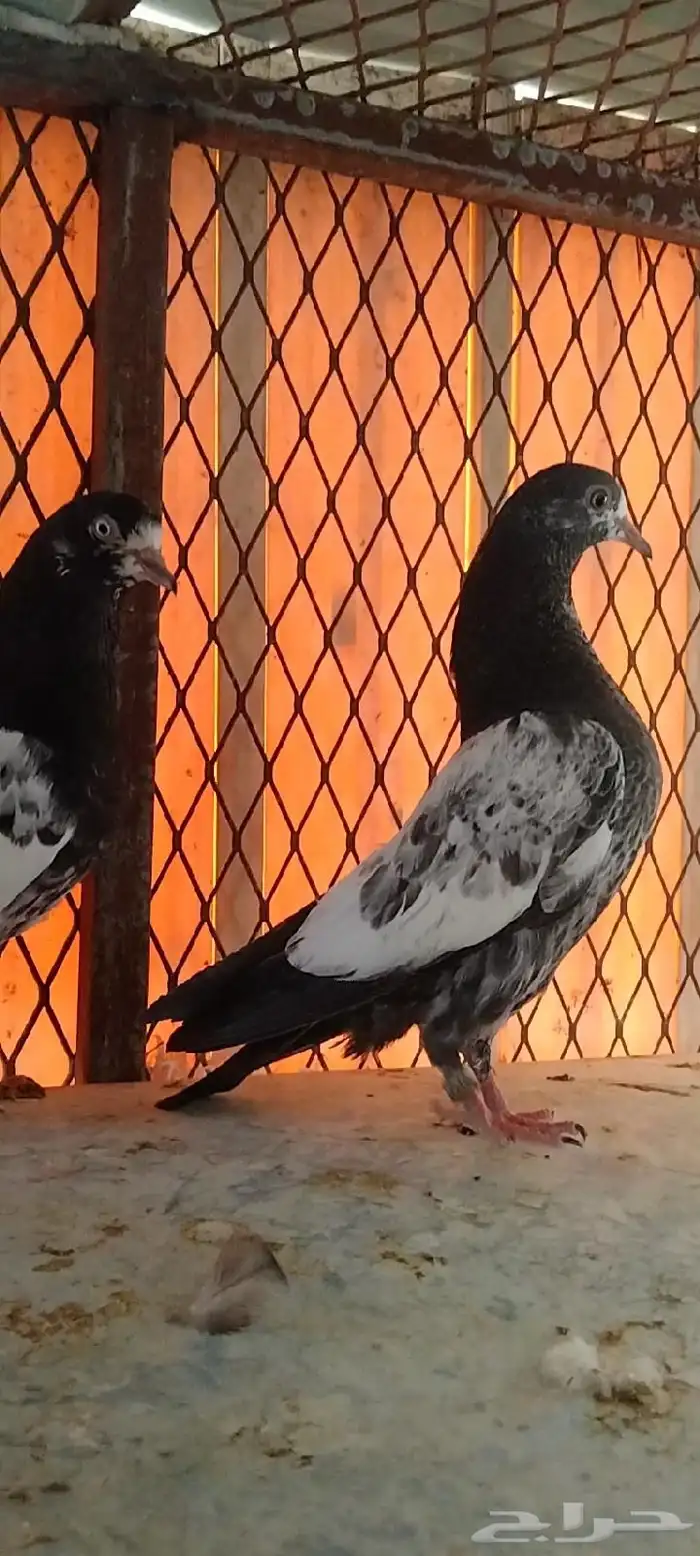 تم البيع طبة تيدي للبيع. تم البيع 2