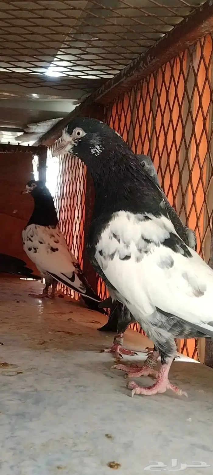 تم البيع طبة تيدي للبيع. تم البيع 6