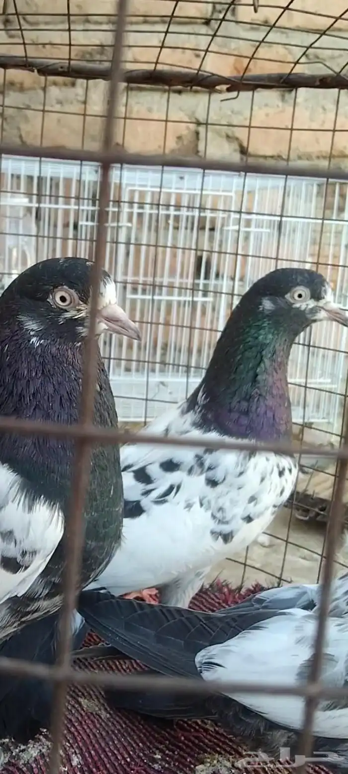 تم البيع طبة تيدي للبيع. تم البيع 8