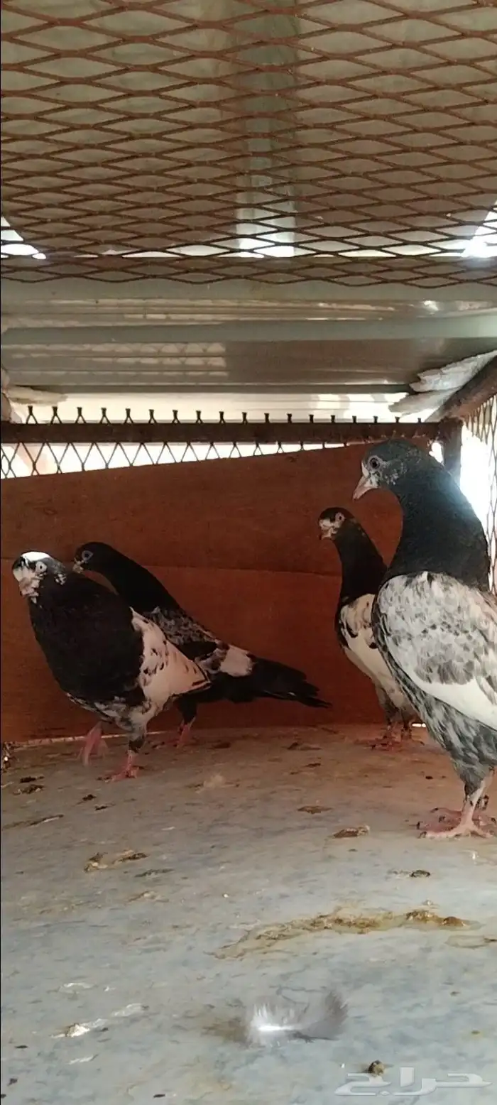 تم البيع طبة تيدي للبيع. تم البيع 3