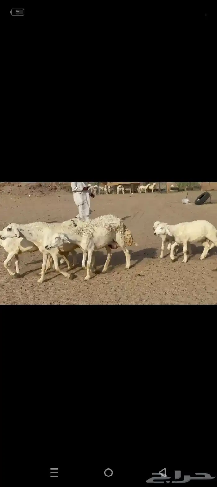 عرض لكم غنم حريات خلفات مراح واحد قطعه واحده 6