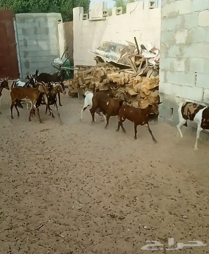 للبيع غنم جنوبي وعماني مخلوطه مشريك 0