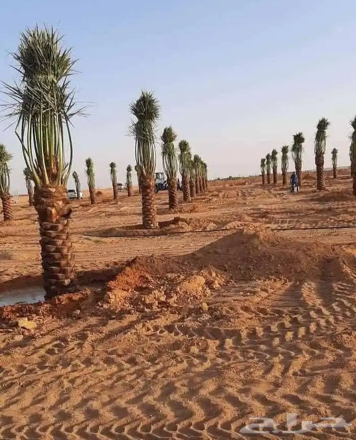 نخل عربي طيب مثمر وزينه 0