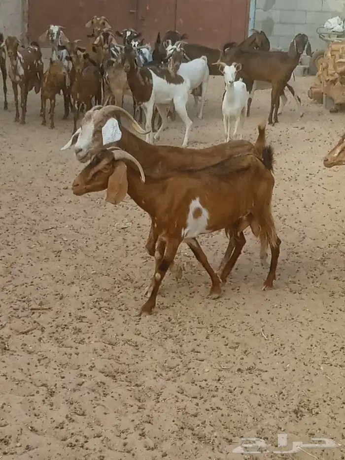للبيع غنم جنوبي وعماني مخلوطه مشريك 2
