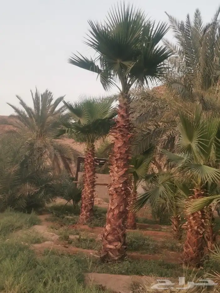 3 نخلات واشنطن للبيع 1