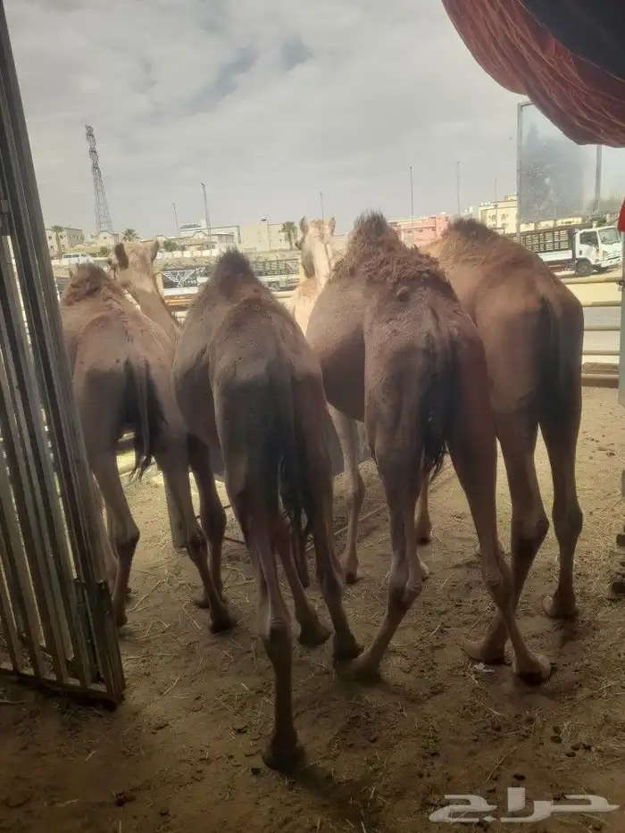قعدان ونعيمى وسواكنى وبربرى وتيوس 3