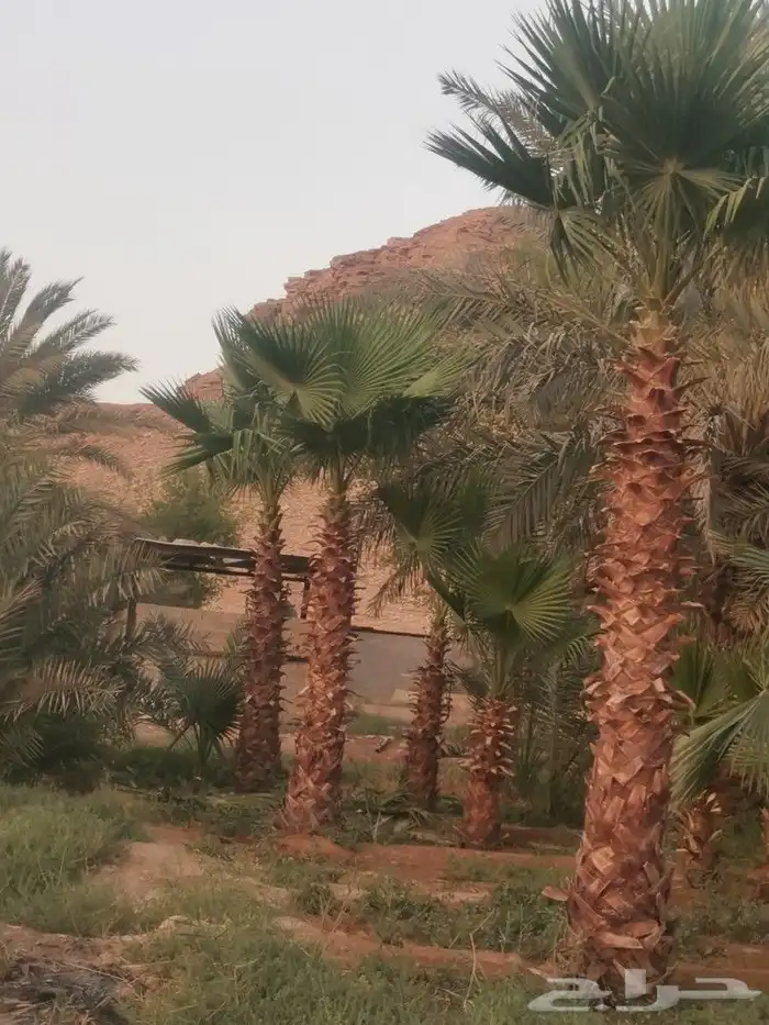 3 نخلات واشنطن للبيع 2